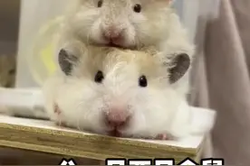 一公一母两只仓鼠养在一起，你会得到什么？#仓鼠 #金丝熊 #新手养鼠指南