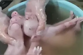 新生仔猪低温，该如何处理？#养猪人 #自繁自养