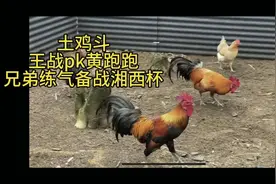 土鸡斗：王战pk黄跑跑（兄弟劲爆练气备战湘西杯）#土鸡打斗视频封面