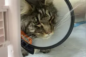 🍃 在线征集苏州的小猫咪献血 一岁以上五岁以下 体重十斤以上