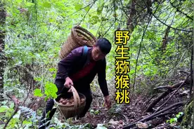十月还有这么多野生菌，真是太奇怪了，顺便摘点野生猕猴桃吃视频封面