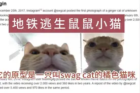 揭秘地铁逃生鼠鼠小猫表情包原型照片的由来和它的前世今生视频封面