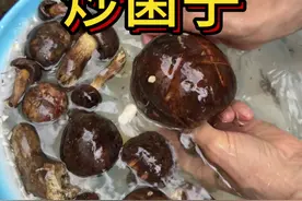 云南人为了吃炒菌子你知道他们能有多拼吗？ #野生菌  #牛肝菌 #云南菌子 #炒菌子 #云南人吃菌子的季节视频封面