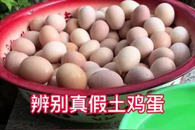#怎样辨别真正的农村散养土鸡蛋 #农村美食 #农村生活视频封面