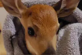 男人干农活时捡到三只被遗弃的小鹿，好心收养，反被它们给赖上！ #神奇动物在抖音 #动物世界 #可爱萌宠 #动物的迷惑行为 #动物