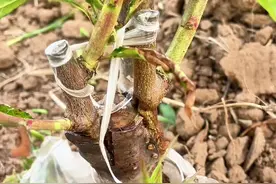 嫁接后什么时候拆膜呢？ #支持三农扶持三农发展 #嫁接技术 #2024新农人计划 #乡村振兴dou行动 #服务三农支持三农视频封面