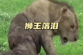 狮王落泪 一代狮王被三头入侵雄狮打败，更是被咬断脊柱，临别之际它不禁落泪了#弱肉强食的动物世界 #动物解说 #动物世界 #狮子 #狮王视频封面