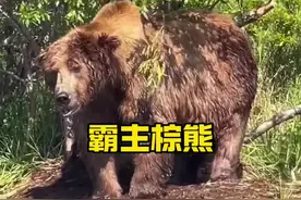 强壮无比的科迪亚克岛棕熊#野生动物零距离拍摄视频封面