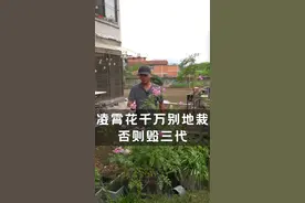凌霄花千万别地栽，根系强势甚至摧毁地基，一种毁三代