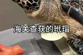 海关查获的玳瑁 #海关博物馆 #中国海关 #玳瑁 @海关发布