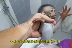 国外合法饲养，印尼老表新买的小猴子，太可爱了#膏药猴 #小猴子视频封面