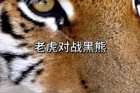 老虎对战黑熊 #看动物世界品百味人生 #野生动物零距离视频封面