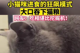 小猫咪进食的狂飙模式，大口吞下猫粮。网友：吃相堪比挖掘机！（来源：黑涩会会长）#干饭最积极的小猫