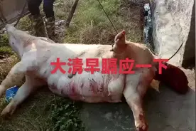 子宫垂脱#现场实拍 #猪病 #记录真实生活 #养殖 #养猪技术视频封面