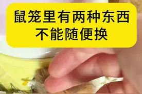 仓鼠笼里不能经常换的两种东西是什么？#仓鼠 #金丝熊 #养鼠日常分享