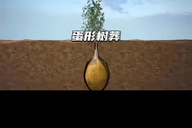 另一种新型的人体胶囊埋葬法你接受吗？#奇闻趣事 #大自然的生存法则