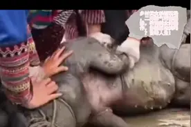 乡村美女杀猪现场，二师特别暴燥，看完美女们操作，你能忍住笑吗视频封面