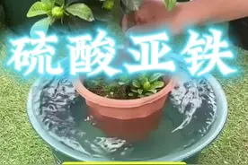 硫酸亚铁 养#栀子花 第一步先补#硫酸亚铁 #栀子花养护 #硫酸亚铁肥料 #花卉养护视频封面