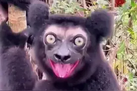 排便时间较长的四种动物 #热门推荐 #有趣的冷知识 #开眼界了 #科普一下