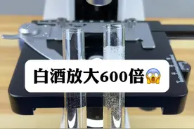 白酒+啤酒，为什么更容易醉？#微观世界 #显微镜 #白酒#啤酒视频封面