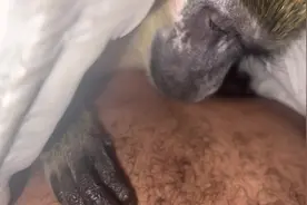 猴子给猴子抓虱子，这很正常吧。想看吧唧嘴猴子的小伙伴视频封面