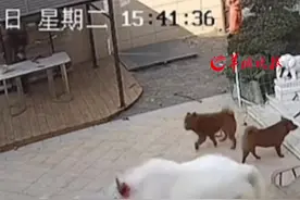 应亲戚要求放出牦牛给大家看 竟把人吓到爬上路灯杆 “买时说长不大的，现在400斤了”视频封面