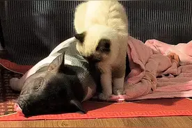 你们不是很好奇猫跟猪怎么和谐相处的？今天发一期猫和猪和睦相处，钱多多按摩技术绝对五星#萌宠日常记录 #主打的就是一个真实 #现场实拍视频封面