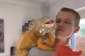 这么粘人的蜥蜴，还是第一次见 #萌宠 #神奇动物在抖音 #人与动物和谐共处