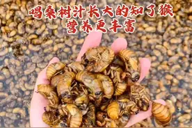 你吃过喝桑树汁长大的知了猴吗#舌尖上的味道