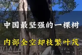 中国最坚强的一棵树#旅游#奇闻异事 #树坚强 #神奇的树 #千年古树