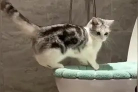 #猫咪喝马桶水 猫咪喝马桶水的行为，对健康没有坏处，不用担心