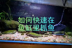 给大家分享一个翻缸如何快速抓出小鱼的方法。#养鱼人 #抓鱼视频封面