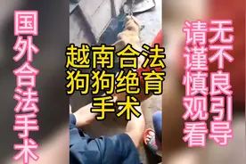 国外合法狗狗绝育手术，科学阉割的原因让你打开眼界#绝育的狗狗