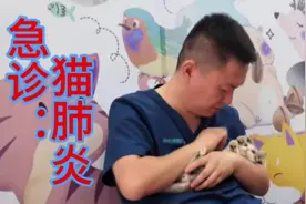 晚间急诊：猫呼吸窘迫、肺炎！  #宠物医院 #萌宠出道计划 #萌宠视频封面
