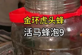 金环虎头蜂 活马蜂泡9全过程  #虎头蜂泡酒 #金环虎头蜂