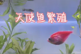 天使鱼繁殖详细过程#观赏鱼 #养鱼日志 #天使鱼繁殖视频封面