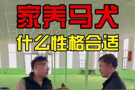 家庭里养马犬，该养只什么样的？ #训犬学校 #训犬师 #养狗人 #狗狗