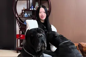 当孕妇行动不便的时候#萌宠日常记录 #怀孕以后狗狗的反应 #孕期记录视频封面