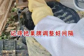 诱蜂桶来蜂过到土养蜂箱全过程 #诱蜂桶过箱 #收蜂过箱