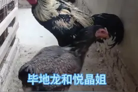 毕地龙和月晶姐，叠峰期的毕地龙两岁#贵州方言搞笑配音视频#热门短剧推荐 #云贵川渝方言#斗鸡爱好者 #包谷腔视频封面