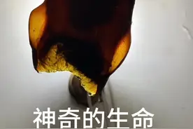 神器的生命，你知道还有什么生物的卵是这样的吗？#鳐鱼卵鞘#赶海