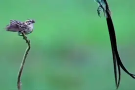 #神奇动物在抖音 针尾维达鸟