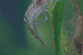 养黑壳虾在鱼缸，利与弊并存，养鱼人必看要点。#黑壳虾 #黑壳虾除藻 #鱼缸里的大自然 #原生缸 #微距镜头下的世界