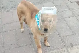 遛狗路遇一只狗狗被瓶子套头了，它一直撵着人走，以为它有主人，观察了一会儿又不像有主人的样子，酒瓶爸跑过去询问，确定那人不是主人，我们就蹲下来呼叫小黄，慢慢哄着抓住了它，取下来瓶子后小黄一直跟着我们遛回到小区，我们决定它要是跟着我们回家，我就先养着，很可惜缘分不到，还差一栋楼的距离就到家了，小黄被别的声音吓跑了。#遇到一只小狗狗视频封面