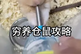 《穷养仓鼠攻略》极致版#仓鼠 #金丝熊 #穷养仓鼠