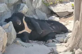 胖妞儿可真舒坦～身材也不错#天津动物园 #现场实拍