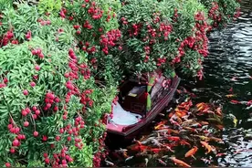 周末去哪玩，广州番禺宝墨园荔枝熟了，十万棵荔枝免费吃，拍照也超级好看，亲子游玩好去处#广东人的荔枝凡尔赛 #荔枝 #好运锦鲤 #周末去哪里玩 #宝墨园视频封面