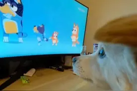 #布鲁伊专门给狗狗看的动画片狗狗眼中的世界比较单调