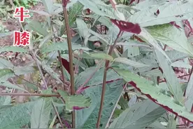 #植物科普 红牛膝又叫红牛克膝#药用植物