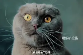 小猫怕痛，但小猫更想得到人类的偏爱#折耳猫 #猫咪 #折耳猫发病视频封面